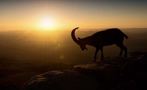 Framed Desert Wanderer Print