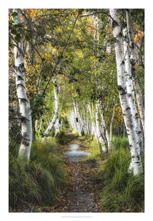 Framed Birch Path I Print