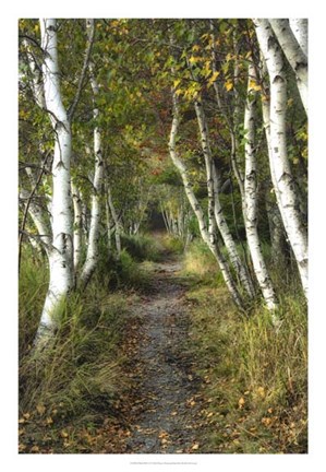 Framed Birch Path II Print