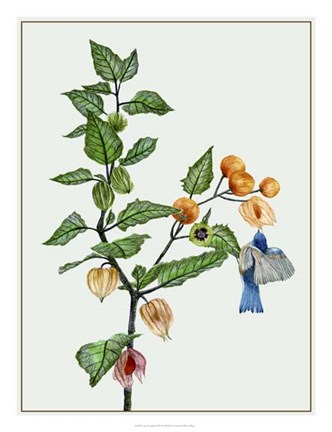 Framed Cape Gooseberry II Print