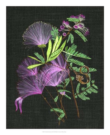 Framed Calliandra Surinamensis II Print