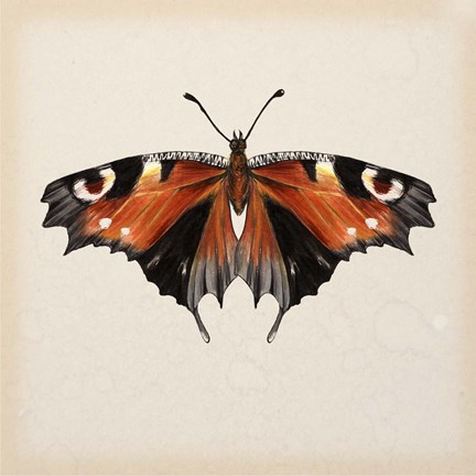 Framed Butterfly Study V Print