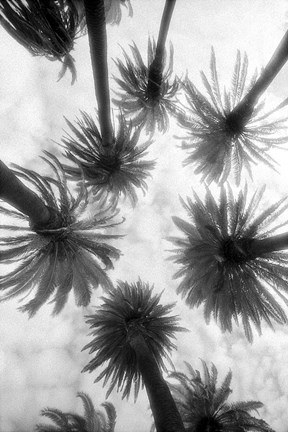 Framed Amongst the Palms Print