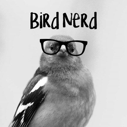 Bird Nerd - Chaffinch by Color Me Happy: This Bird Nerd - Chaffinch Fine Ar...