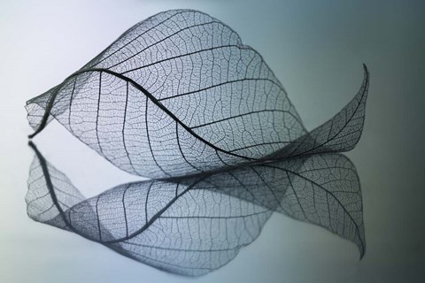 Framed Curvaceousness Print