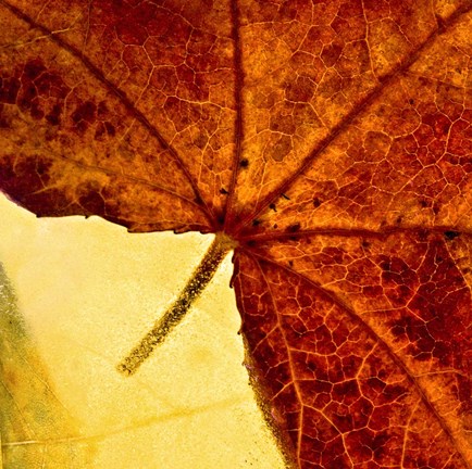Framed When Autumn Slides Into Winter Print