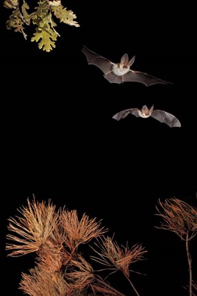 Framed Bats And Halloween Print