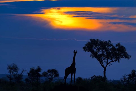 Framed Giraffe At Sunset Print