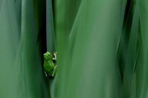 Framed Stage Curtain Print