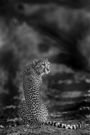 Framed Look Back Print