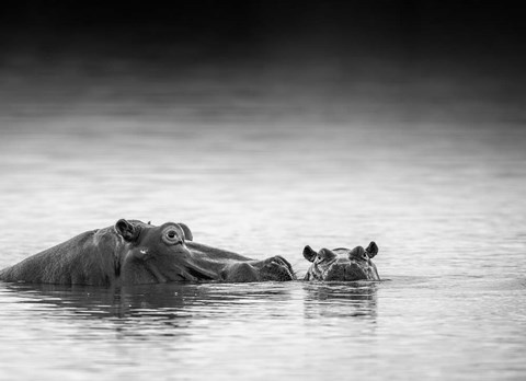 Framed Eye Level Print