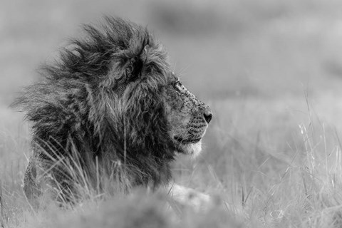 Framed King Is Alone Print