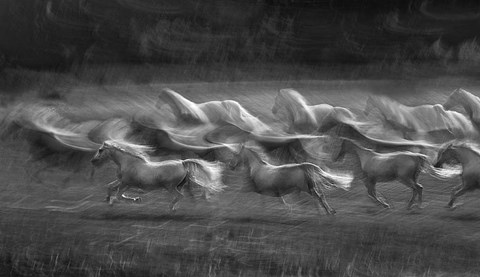 Framed Stampedo Print