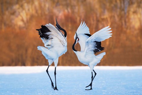 Framed Dance Of Love Print