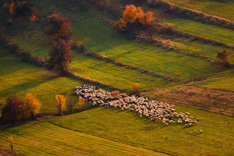 Framed Sheep Herd At Sunset Print