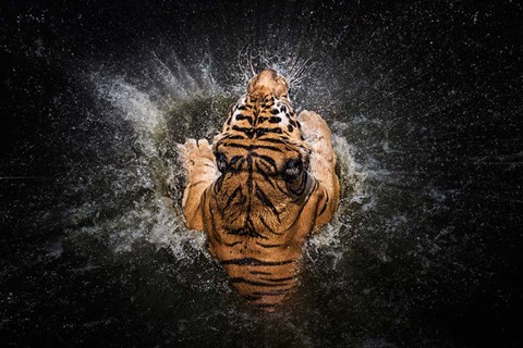 Framed Tiger Splash Print