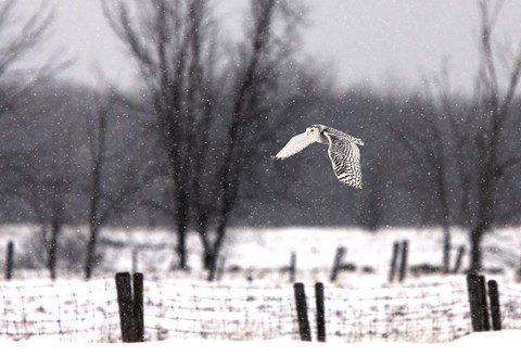 Framed Snowy Snowy Owl Print