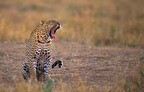 Framed Yawning Leopard Print