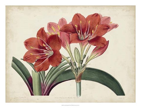 Framed Amaryllis Splendor II Print