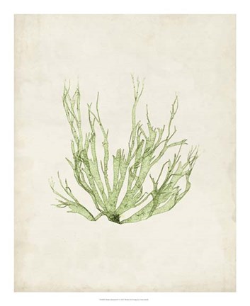 Framed Peridot Seaweed IV Print