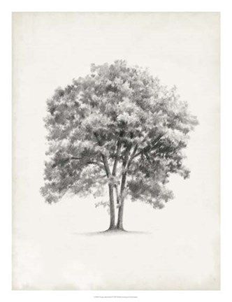 Framed Vintage Arbor Study II Print