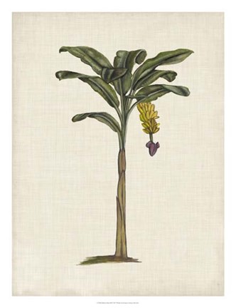 Framed British Palms III Print