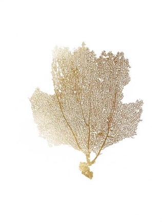 Framed Gold Foil Sea Fan II Print