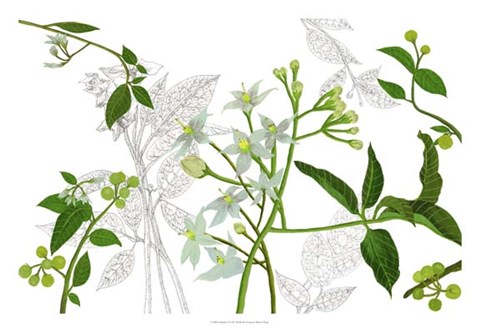 Framed Solanum I Print
