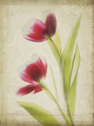 Framed Parchment Flowers III Print