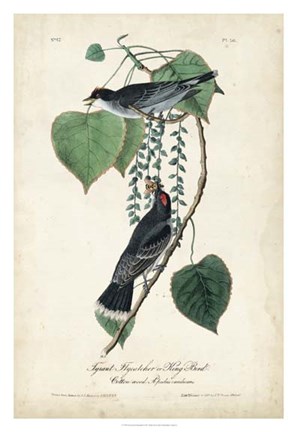 Framed Flycatcher &amp; King Bird Print