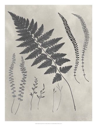 Framed Vintage Fern Study II Print