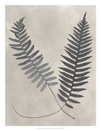 Framed Vintage Fern Study III Print