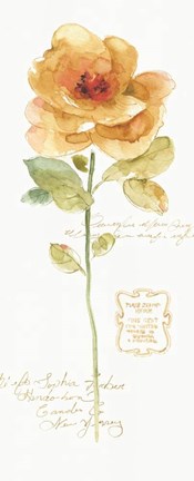 Framed Rainbow Seeds Loose Floral III Print