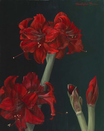 Framed Amaryllis Amigo Print