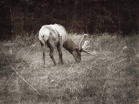 Framed To Graze Print