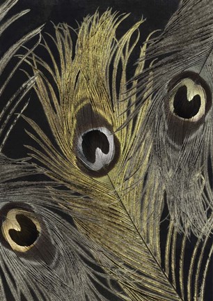 Framed Feather Fashion II Print