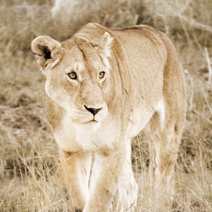 Framed Lioness in Kenya (sepia) Print