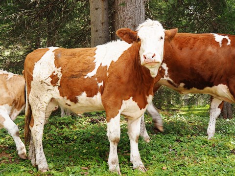 Framed Swiss Cows Print