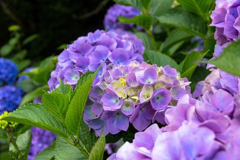 Framed My Garden Blooms Print