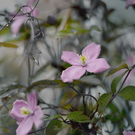 Framed Springtime II Print