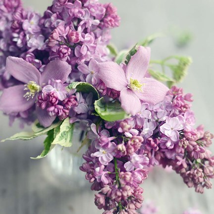 Framed Fresh Morning Bloom Print