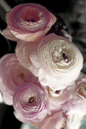 Framed Out of Darkness Print