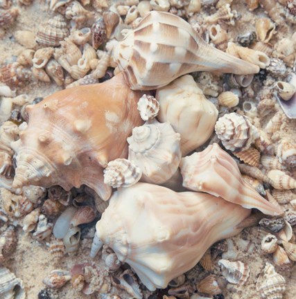 Framed Shell Collection I Print