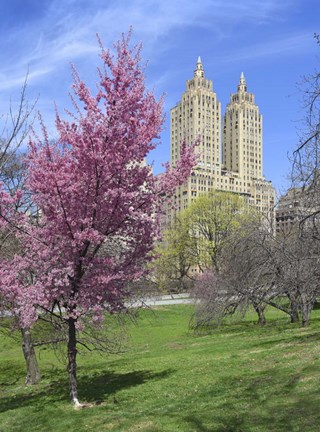 Framed Central Park Spring Colors Print