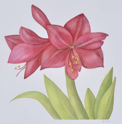 Framed Amaryllis Print