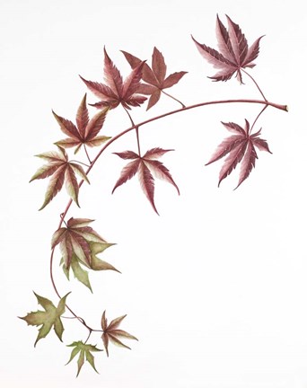 Framed Japanese Maple Print