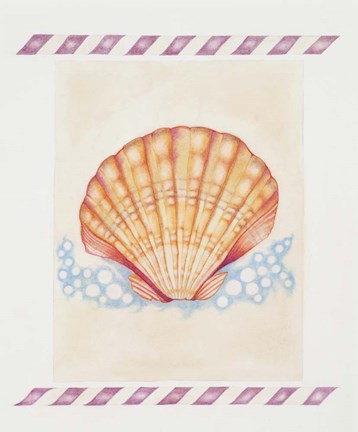 Framed Shell Cardita Print