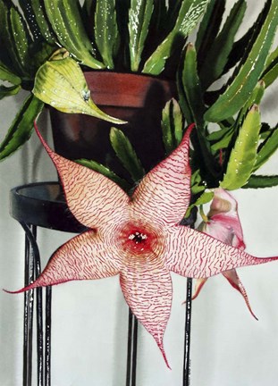 Framed Stapelia Gigantea Print