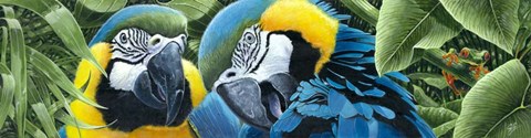 Framed Blue &amp; Yellow Macaws Print