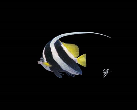 Framed Bannerfish Print